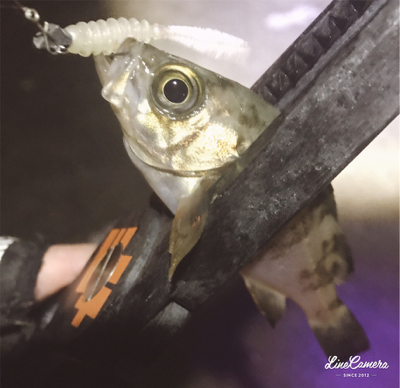 ちょろっとアジング