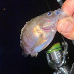 良型狙いなんとかなる