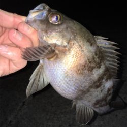 メバリング好調