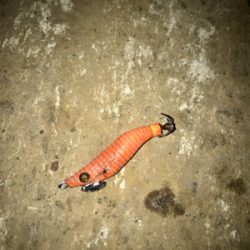 久しぶりにヒイカ釣れた(^.^)