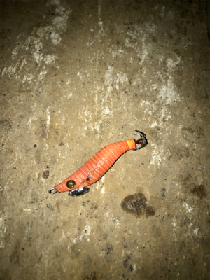 久しぶりにヒイカ釣れた(^.^)