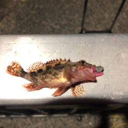 Newロッドの鱗付け