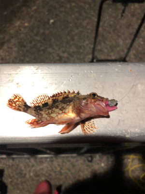 Newロッドの鱗付け