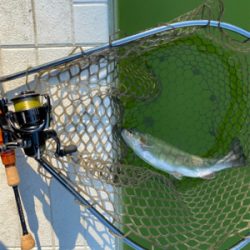 プールトラウト