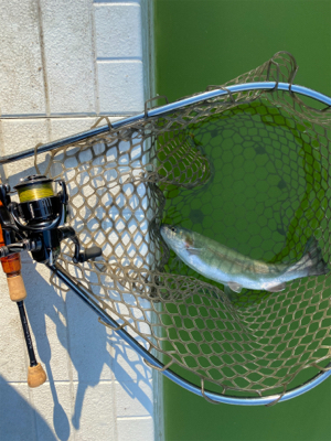 プールトラウト