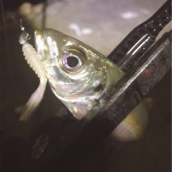 シゴオワアジング