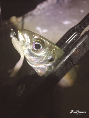 シゴオワアジング