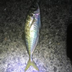 尺アジ届かず