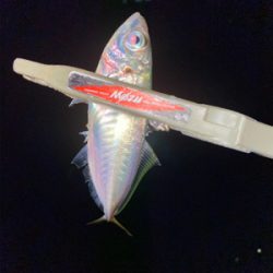 型狙いのはずが