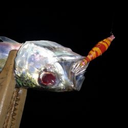 アジング練習 242  ヒイカ調査