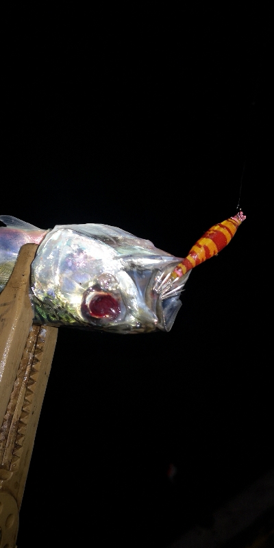 アジング練習 242  ヒイカ調査