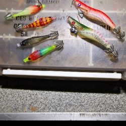 アジング練習 244  ヒイカ調査