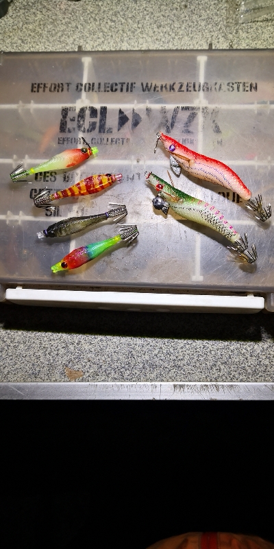 アジング練習 244  ヒイカ調査