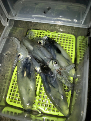 何時もと違う場所でもヒイカGET (^^)/