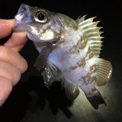 寒いけどメバリング