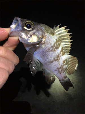 寒いけどメバリング