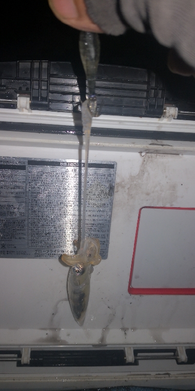 アジング練習 243 ヒイカ調査