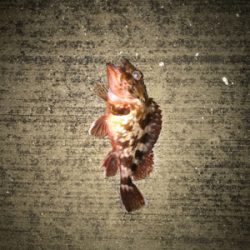 クリスマスイブの釣行！