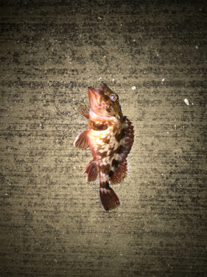 クリスマスイブの釣行！