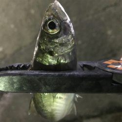 爆風極寒激渋アジング