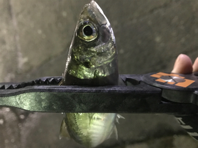 爆風極寒激渋アジング