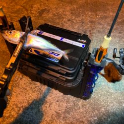 色々釣れるそれがアジング