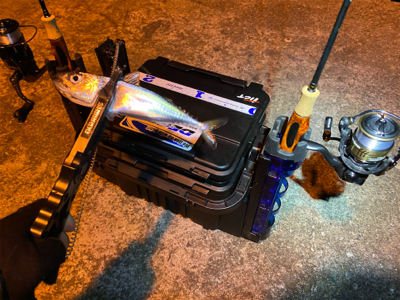 色々釣れるそれがアジング