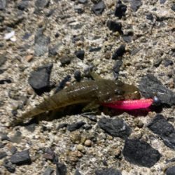 朝マヅメアジング！