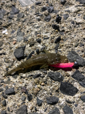 朝マヅメアジング！