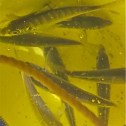 癒しのライトゲーム♪