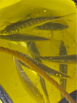 癒しのライトゲーム♪