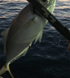 アジングナイト(久々の無風)