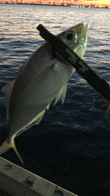 アジングナイト(久々の無風)