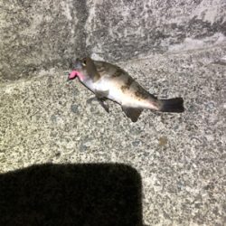 釣り納めロックフィッシュ