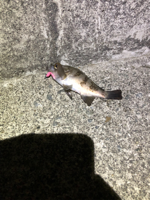 釣り納めロックフィッシュ