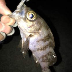 メバル開幕！2020ライトゲーム第40戦