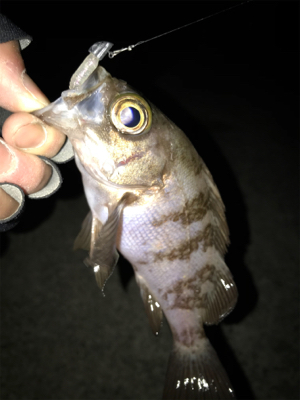 メバル開幕！2020ライトゲーム第40戦