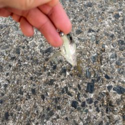 たくさん釣れました