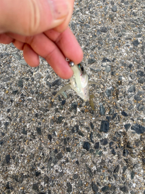 たくさん釣れました