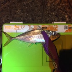 大阪湾奥アジング 釣り納め