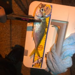 ベイトアジング