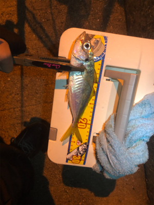 ベイトアジング