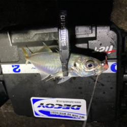 釣り納 アジング まさかの2020年で1番釣れた