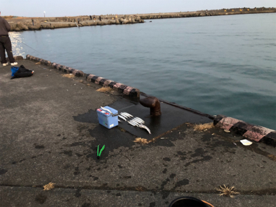 夕マズメのカマス