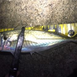 釣り納めメバリング