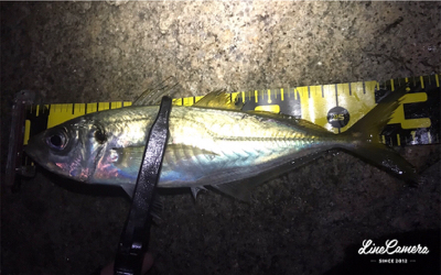 釣り納めメバリング