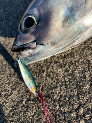 デイライトゲーム