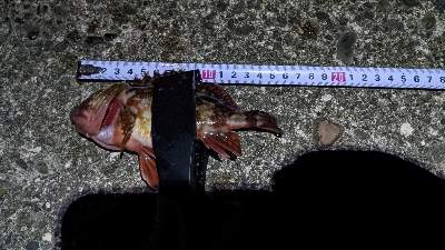 ガッシーで釣り納め