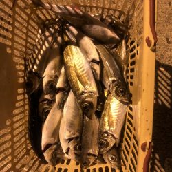 ジギング不発で残業バチコン