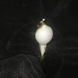 ガシラに次ぐガシラ